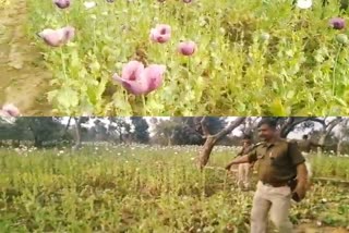 Police destroyed 10 acres of illegal opium in khunti