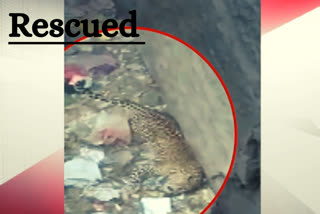 Leopard, puppy rescued from well in Maharashtra