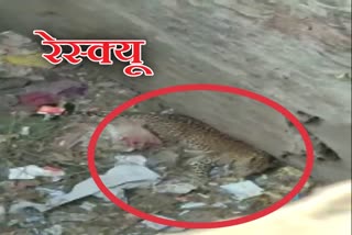 Rescue operation to save leopards and puppies