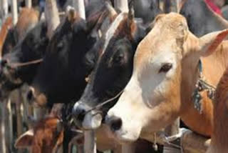Cow sanctuaries to be set up in 11 districts of Himachal Pradesh