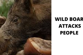 WILD BOAR ATTACKS PEOPLE  WILD BOAR IN UTTAR PRADESH NEWS  FIVE PEOPLE ATTACKED BY WILD BOAR  WILD BOAR IN UP NEWS  WILD BOAR IN MUZAFFARNAGAR  കാട്ടുപന്നി ആക്രമണം  മുസാഫര്‍നഗര്‍ കാട്ടുപന്നി  തന്തേണ്ട ഗ്രാമം