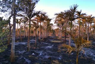 nut and coconut trees burned in Madhugiri