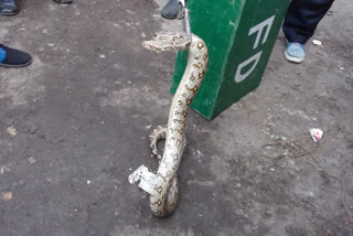 python in howrah