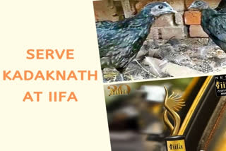 Serve ''Kadaknath'' to film stars at IIFA: KVK suggests MP govt