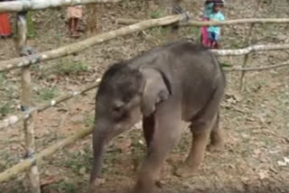 Baby elephant rescued by Indian Forest officials in Kerala