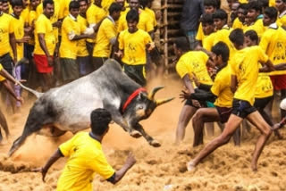 Jallikattu in Tamil Nadu  Coimbatore news  Jallikattu news  ജല്ലിക്കെട്ട്  തമിഴ്നാട്ടില്‍ ജല്ലിക്കെട്ടിനിടെ ഒരാള്‍ മരിച്ചു  പുതുക്കോട്ടയിലെ സുബാഷ് ചന്ദ്രബോസ്