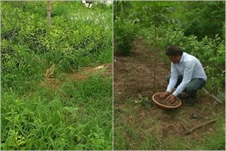 Forest farming experiment