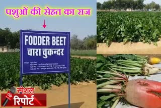 Jodhpur Kajri prepared fodder, केंद्रीय शुष्क अनुसंधान संस्थान काजरी