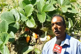 Strawberry farming can be beneficial for farmers