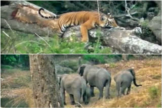 The tiger is relaxing on tree while the elephant are active under tree  காட்டு யானைகள்  புலி  பந்திப்பூர் வன விலங்குகள் சரணாலயம்