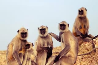 langurs will be deployed in security of president trump in Agra