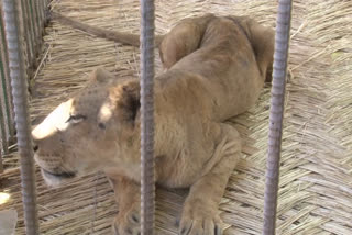 Recovering lions in Sudan's zoo.