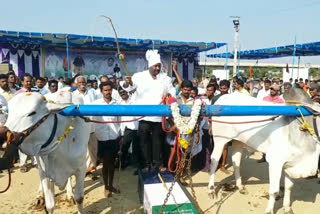 BULL ROCK COMPETETIONS IN TADIPATHRI