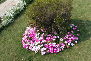 Delhi decorated with flowers for the trump visit