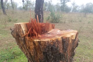 Forest deforestation at Dhemaji Jiyadhal Wildlife Sunctury