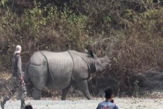 Impact of Etv Bharat: Forest department trying to controll the Rhino at Chirang