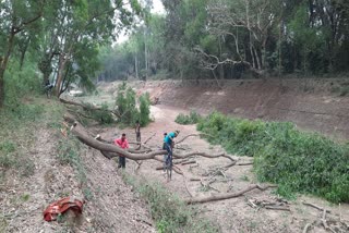 More than 300 trees are being cut down