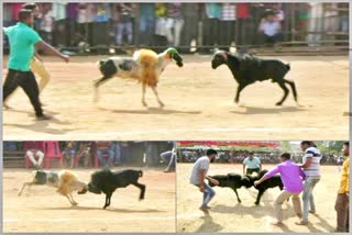 state-level-tagaru-savate-at-shivamogga