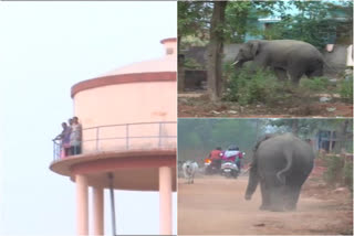 elephant entered into residential