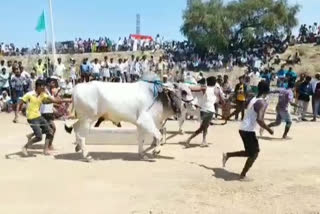 BULL ROCK COMPETETIONS IN ORVAKALLU