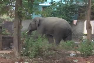 elephant entered into residential areas and attacked people in Bhubaneswar