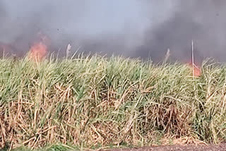 sugarcane crop burnt due to short circuit spark in pune