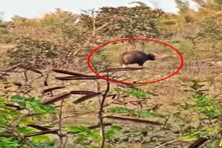 Wild forest buffalo seen in Ghoramar village of Takhat