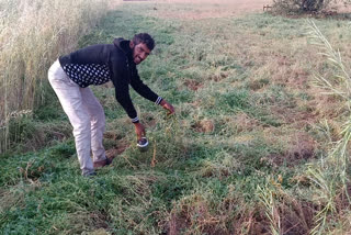 Crop destroyed due to hailstorm in Ashoknagar district