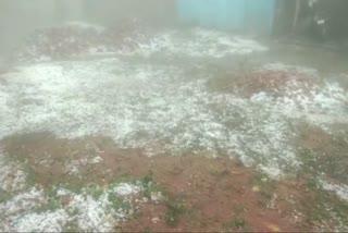 Crops are getting ruined due to unseasonal rain and hailstorm in balrampur