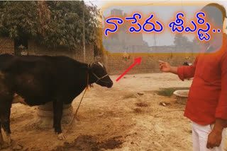 Cows named after Central Government Schemes