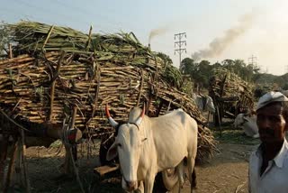 sugarcane transportation