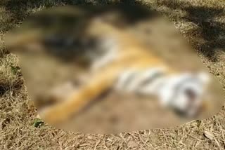 death of tigress in latehar