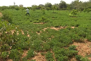 ఇళ్ల స్థలాల సేకరణ... సాగు భూములకు ఎసరు