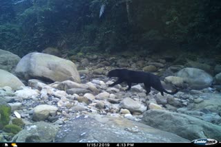 Three Black Tiger habited in Pakke Tiger reserve area tezpur assam etv bharat latest news