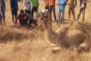 Camel found in Kolara!