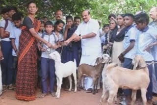 Rajarshi School  provide lambs  രാജര്‍ഷി സ്കൂള്‍  ആട്ടിന്‍കുഞ്ഞുങ്ങളെ നല്‍കുന്ന പദ്ധതി  Rajarshi School to provide lambs to cultivate self-sufficiency and cultivation in students  വിദ്യാർത്ഥികളില്‍ സ്വയംപര്യാപ്തതയു കൃഷിയും വളര്‍ത്താന്‍ ആട്ടിന്‍ കുഞ്ഞുങ്ങളെ നല്‍കി രാജര്‍ഷി സ്കൂള്‍  അതിജീവനം