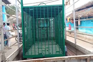 Cages and cameras installed to catch leopards in gariaband