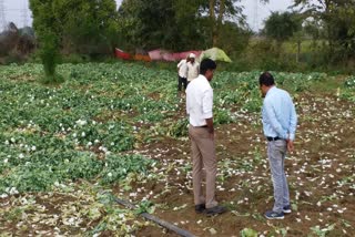 opium-cultivation-was-in-the-middle-of-harvest-in-wheat-crop-katni