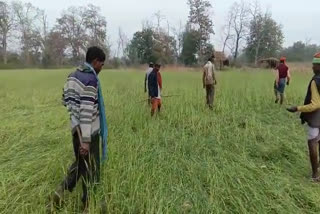 Farmers broken by hail storm