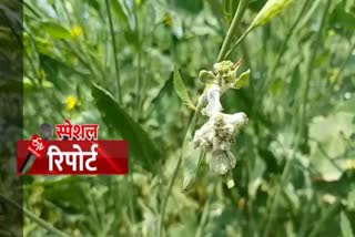 white rust disease in rewari