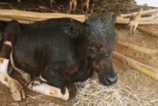 pudukkottai-livestock-met-fire-accident-injured-6-calves