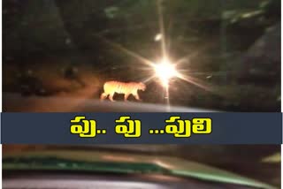 tiger wandering at nirala in adilabad district