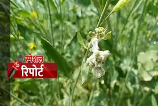 mustard-crops-damage-due-to-white-rust-disease