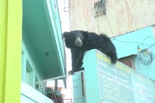 The bear that threatened the people was trapped in the cage
