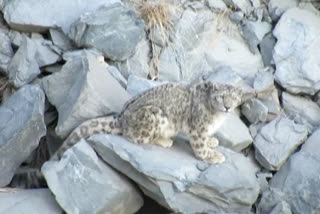 snow leopard in kinnaur