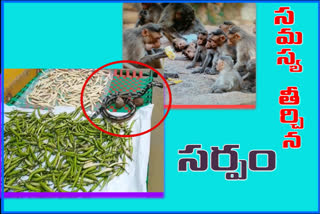 small thought saves the food from monkeys in allagadda kurnool district