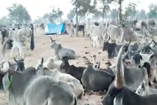 सिरोही के पशुपालकों का पलायन,  migrate of cattleman of Sirohi