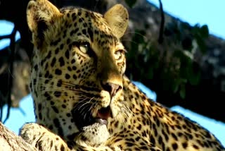 leopard-died-after-hitting-with-the-train-in-satna