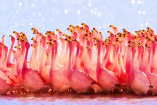 7 Thousand Flamingo Birds in Dhanushkodi