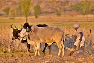 financial-help-to-farmers-in-gujarat